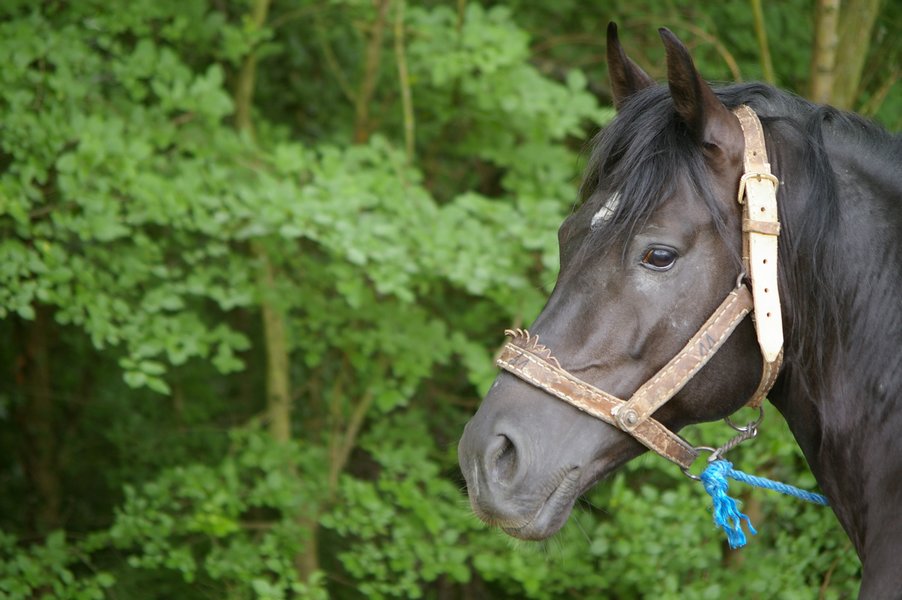 Les chevaux marocains: Les Chevaux Marocains 113